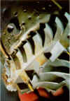 verdichter.jpg (34369 Byte)